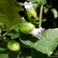 Strobilanthes lupulina Nees